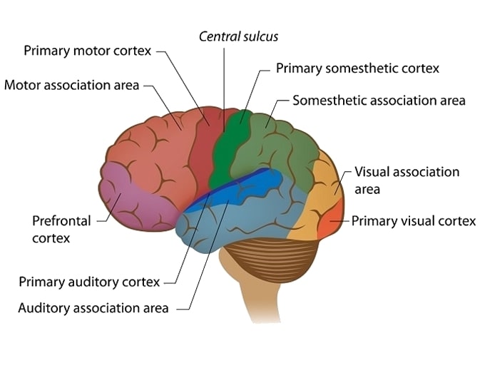Components-of-the-Brain-2