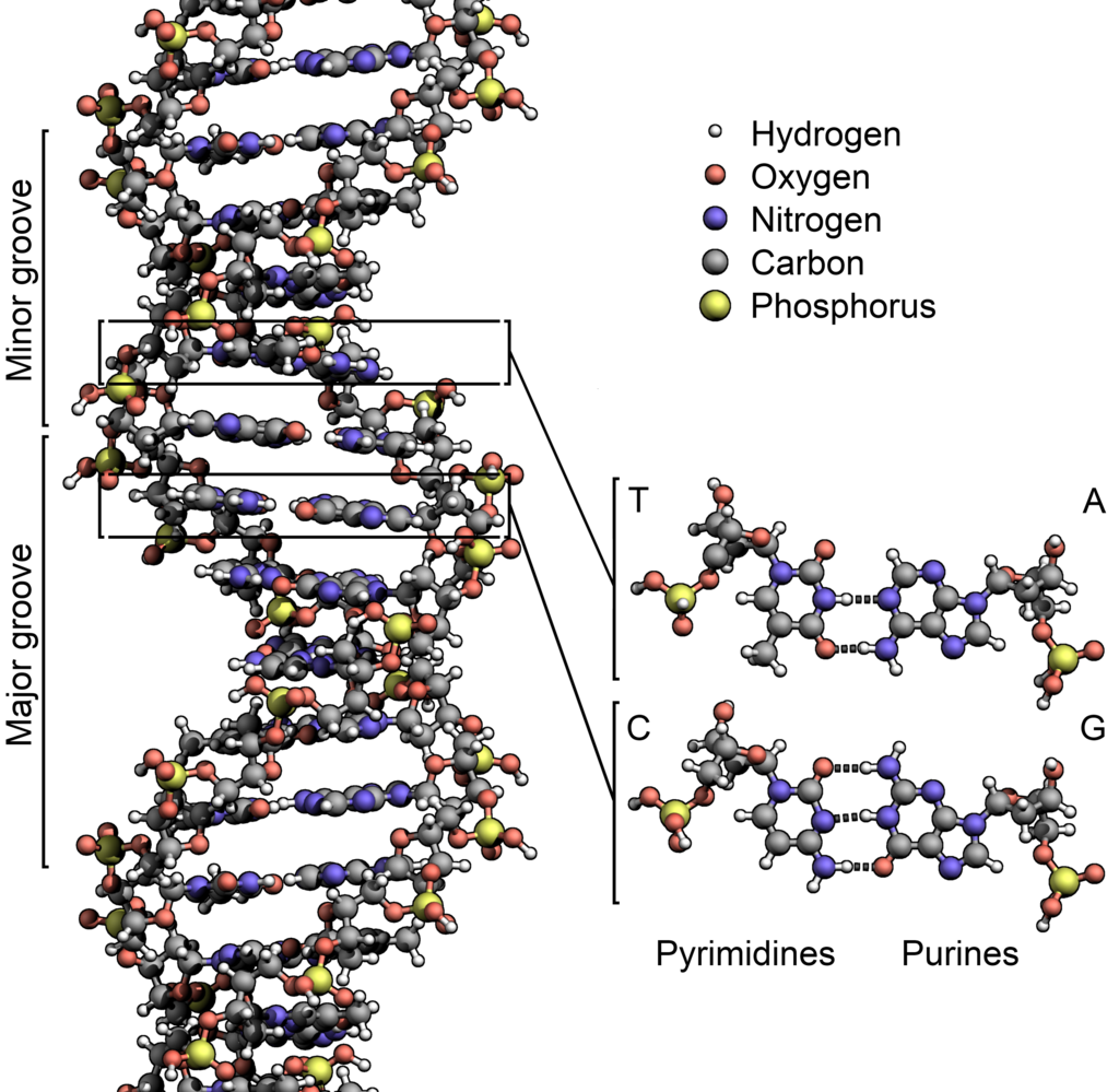The structure of the DNA double helix. The atoms in the structure are colour-coded by element and the detailed structures of two base pairs are shown in the bottom right.