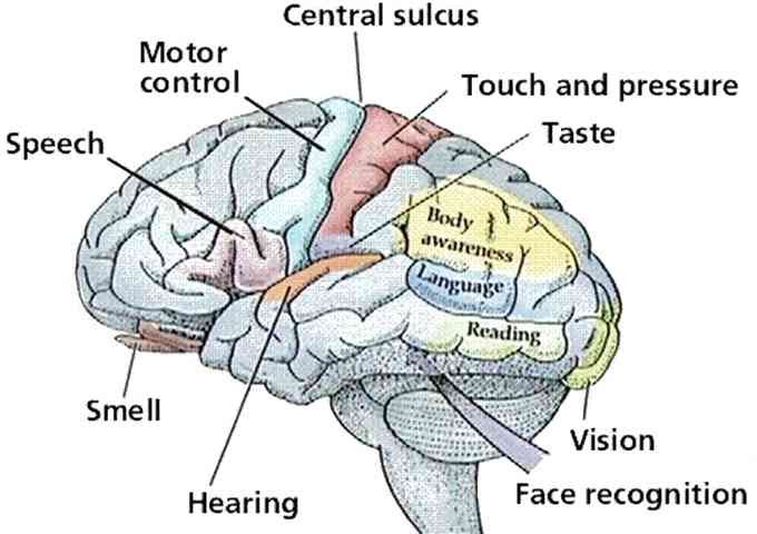 Brain and five Senses