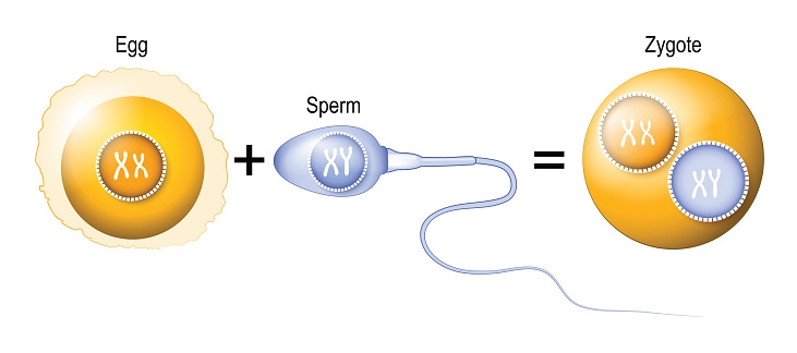 Fertilization - Zygote - Egg-Plus-Sperm