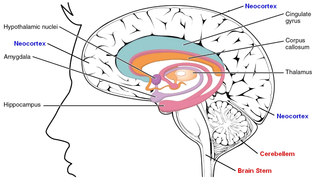 Major_Components_of_the_Brain-1024x584